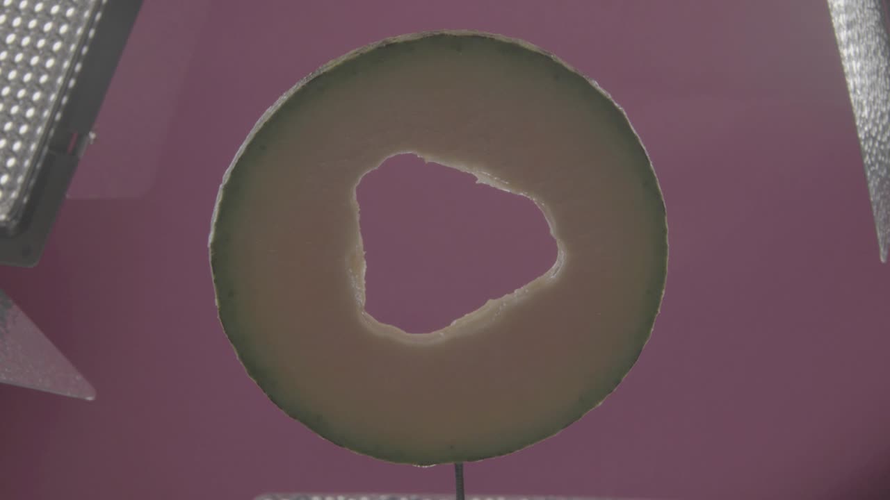 크로마 키를 위한 푸키아 스크린에 루프와 함께 회전하는 멜론