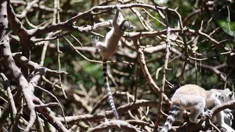 bebé lémur de cola anillada jugando en la selva de madagascar