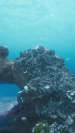 a beautiful coral reef with fish swimming around