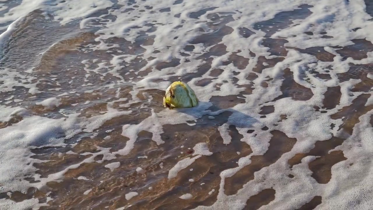 Unusual cabbage meets rolling surf creating an absurd coastal scene today