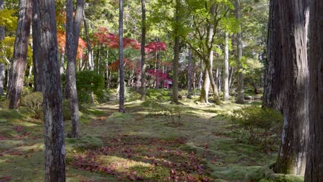 incredible slow motion push out through japanese landscape garden