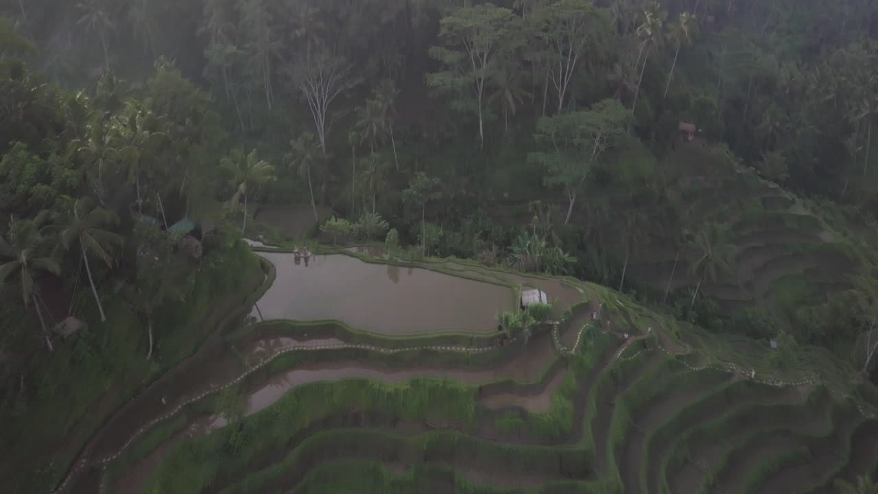 terrazas de campos de arroz, isla de bali, indonesia