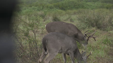 Bucks-De-Cola-Blanca-En-Texas,-EE.UU.