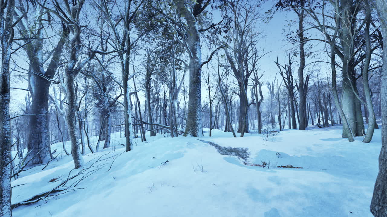 높은 소나무 가 있는 숲 을 가로질러 빛나는 따뜻 한 겨울 해 가 지는 것