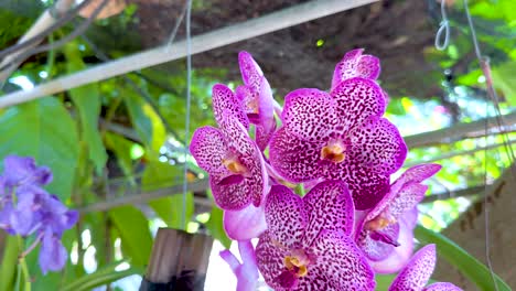 orquídeas vibrantes expuestas en un mercado flotante
