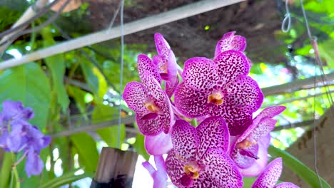 vibrant orchids displayed at a floating market