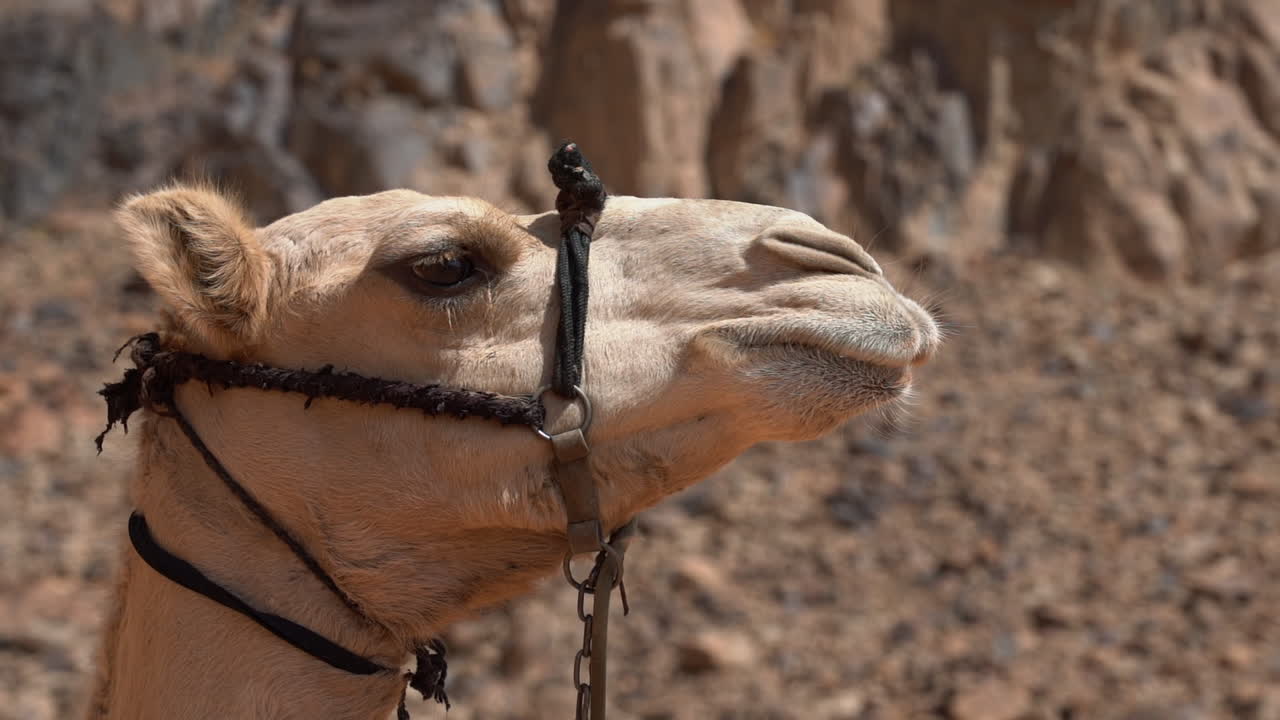 Brown camel looking around in a hot desert. A close up shot in slow motion filmed with the Sony a7iii.