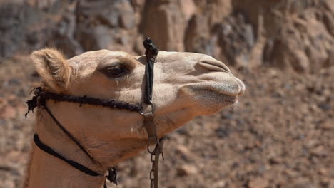 brown camel looking around in a hot desert. a close up shot in slow motion filmed with the sony a7iii.
