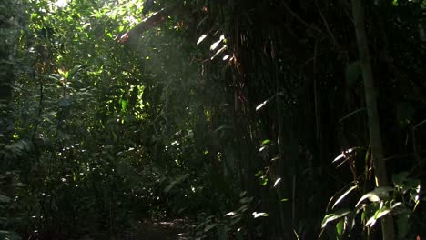 Una-Inclinación-Lenta-Hacia-Arriba-En-Una-Hermosa-Y-Exuberante-Selva-Tropical