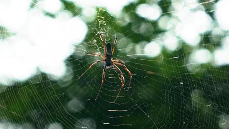 Toma-De-Primer-Plano-En-Cámara-Lenta-De-Una-Araña-Tejedora-De-Orbes-Negra-Descansando-En-Una-Telaraña-En-Una-Jungla-En-La-Cueva-Lapa-Doce-En-El-Parque-Nacional-Chapada-Diamantina-En-Bahia,-Noreste-De-Brasil