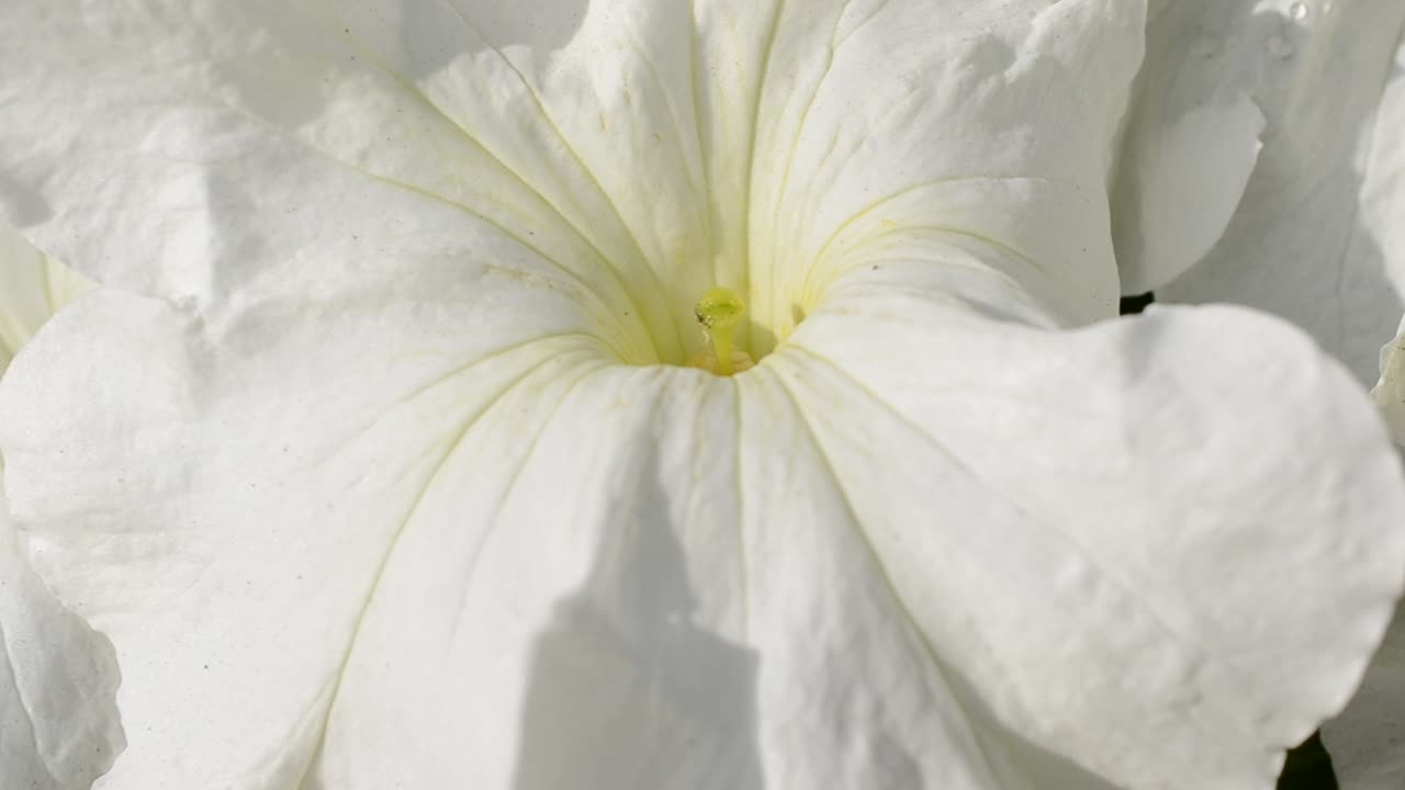 fiori