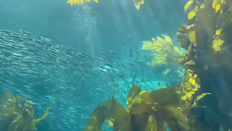 Sardinas-Nadando-A-Través-Del-Bosque-De-Algas-Marinas