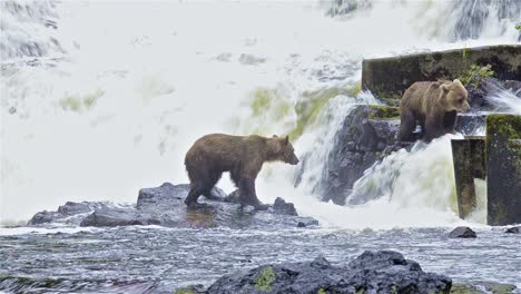 two brown bears fishing for salmon at pavlof river flowing into freshwater bay in pavlof harbor on baranof island in southeast alaska