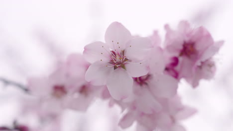 cherry blossoms with light pink blooms in springtime