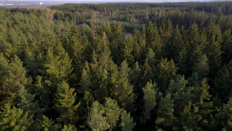 un árbol forestal de vista superior aérea, un ecosistema de selva tropical y un concepto y fondo de ambiente saludable, textura de la vista del bosque de árboles verdes desde arriba