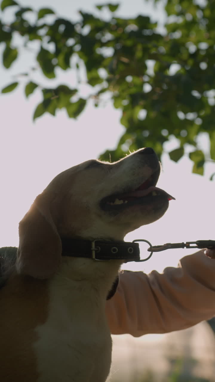 el dueño del perro en cuclillas en un campo de hierba frotando la cabeza del perro con un guante de aseo mientras sostiene la correa, sonriendo afectuosamente al perro bajo la luz del sol brillante, creando un efecto de silueta suave con luz cálida