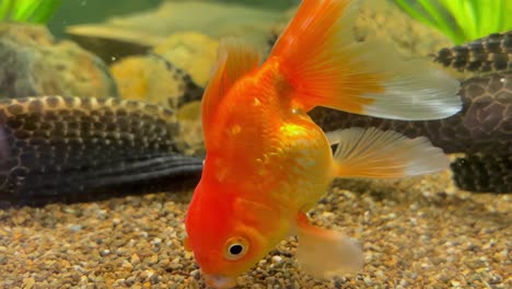 Beautiful Red goldfish in an aquarium. Beautiful Red goldfish in an aquarium