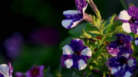 Beautiful-violet-flower-in-sunset