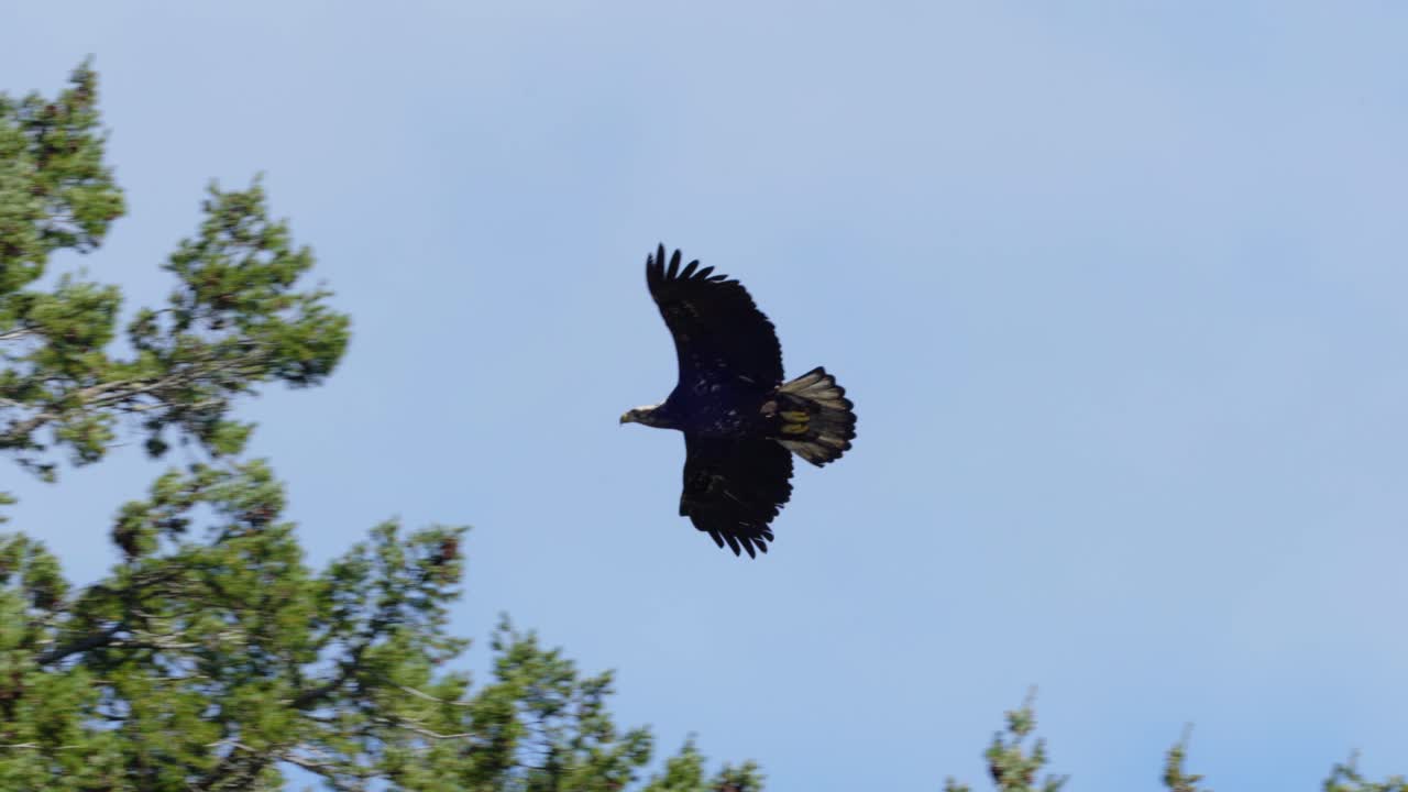 Una giovane aquila calva plana attraverso la chioma degli alberi e si posa sulla cima di un albero sulla costa occidentale del Canada. (Rallentatore)