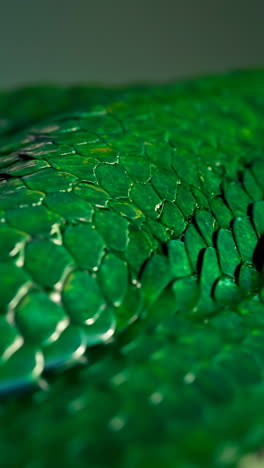 close-up of green snake scales texture