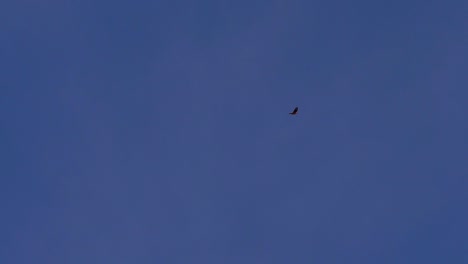 Toma-En-Cámara-Lenta-De-Un-Chimango-Caracara-Solitario-Y-Distante-Volando-Al-Atardecer-Contra-Un-Cielo-Azul-Profundo