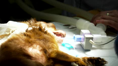 dog in the operating room prepares for surgery