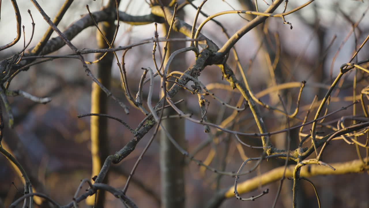 A graceful camera pan down showing intricate bare tree branches illuminated by the warm glow of a winter sunset. Perfect for seasonal transitions and nature documentaries