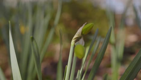 Knospen-Ungeöffneter-Narzissen-Im-Garten