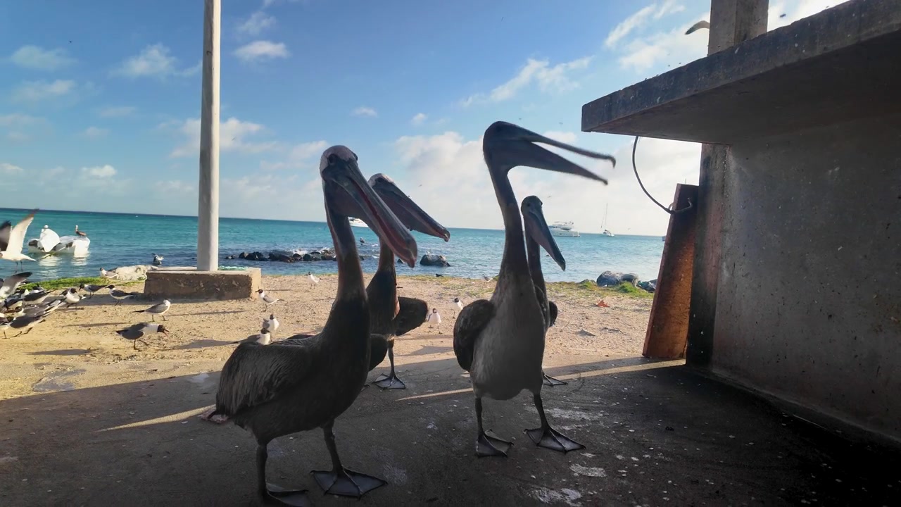 Primo piano con vista dal basso di pellicani marroni e gabbiani che aspettano con impazienza e competono per scarti di pesce fresco offerti da una persona su un molo costiero tropicale