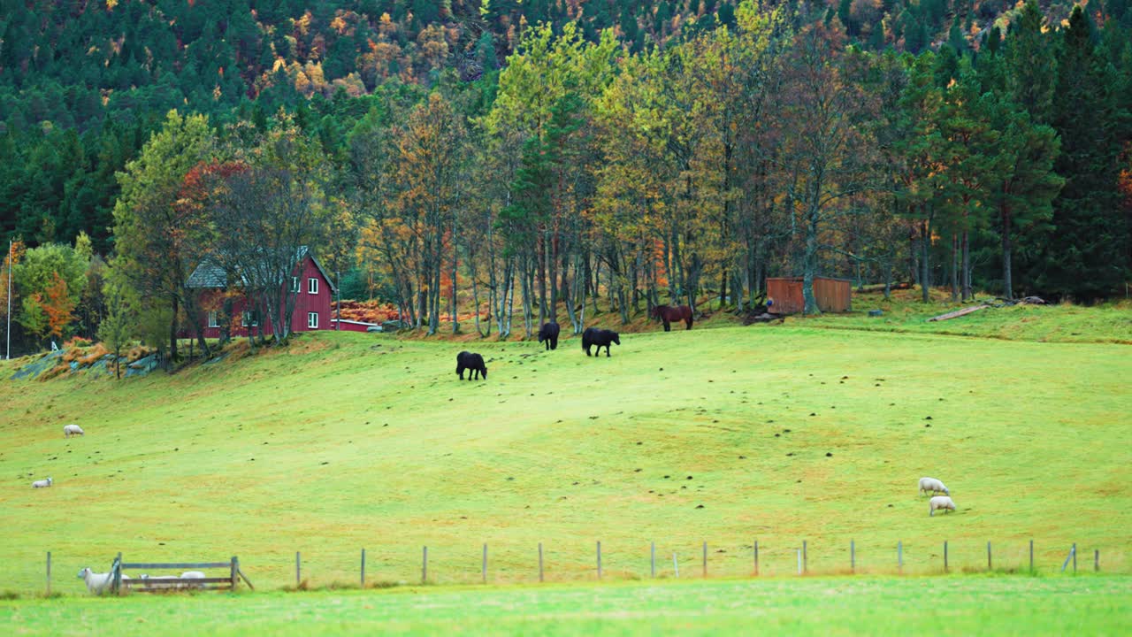 los caballos pastan pacíficamente en un exuberante prado verde rodeado por un bosque que muestra el colorido follaje del otoño