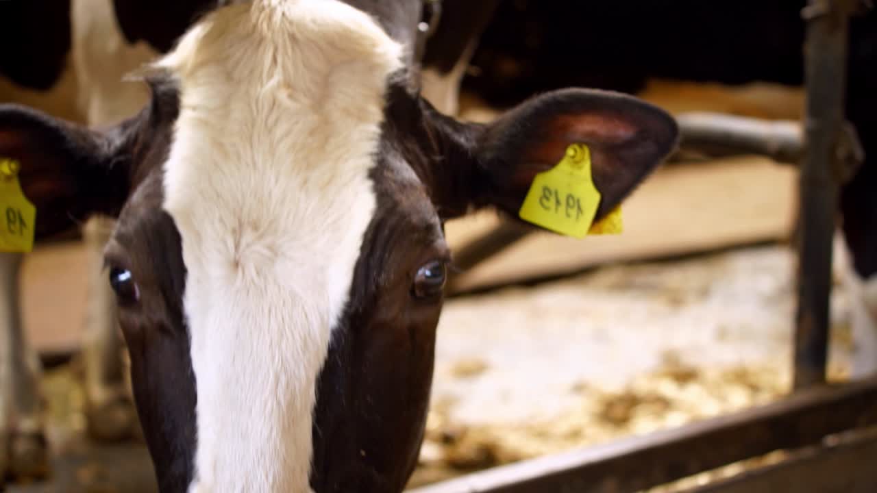 Dojnice na farmě. Krmení krávy v kravíně na mléčné farmě.