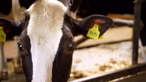 dairy cows in farm. feeding cow in the cowshed in dairy farm