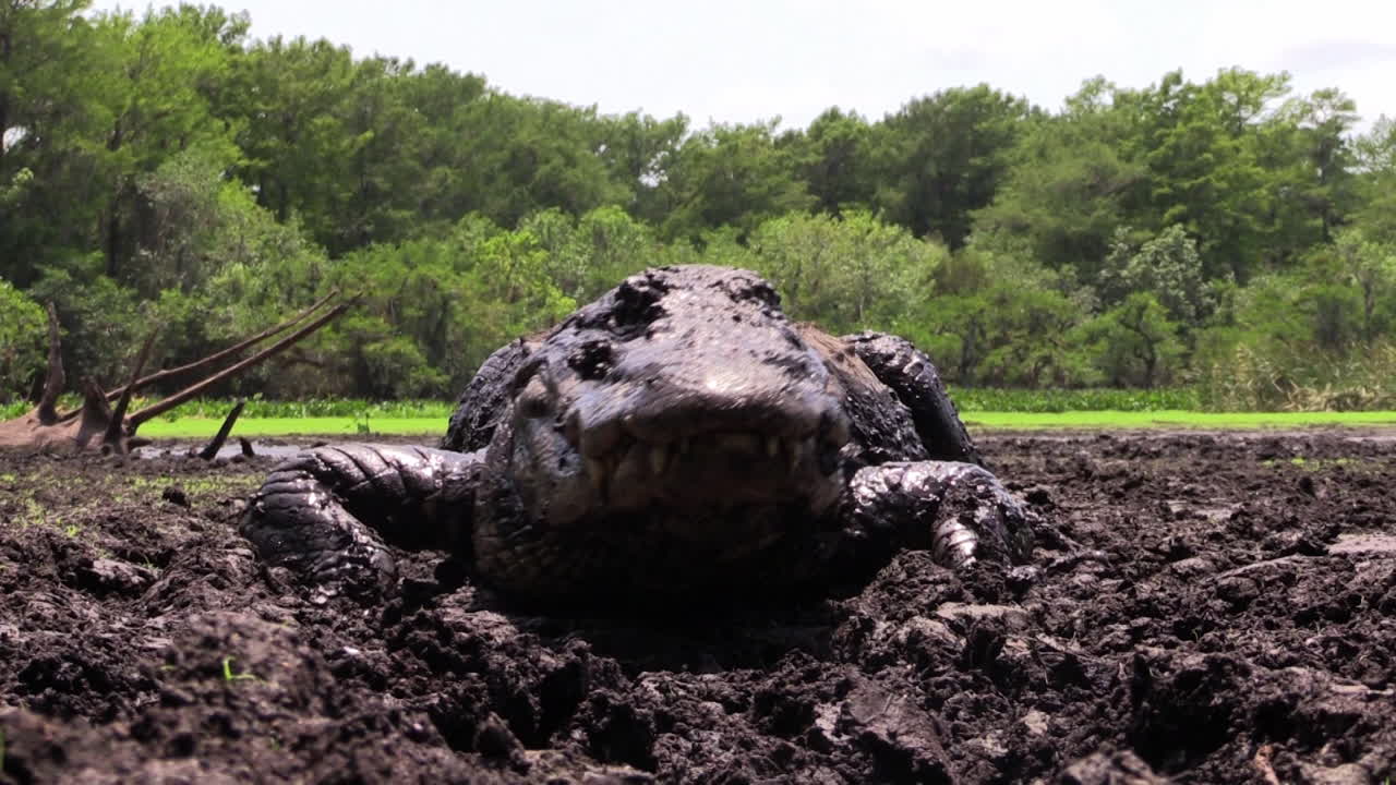 진흙탕 속의 악어가 다가온다