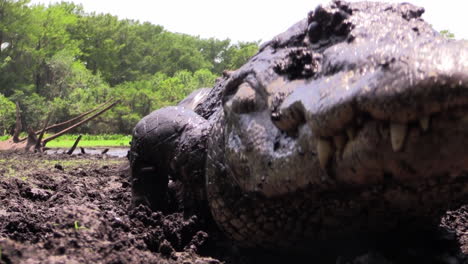 Cocodrilo-En-El-Barro-Se-Acerca