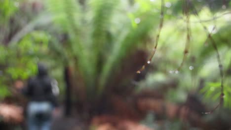 person walking through lush rainforest trail