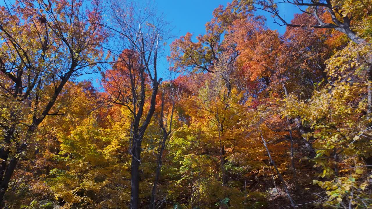 Looking up at colorful autumn leaves in Mount Royal, Montreal, against a clear blue sky