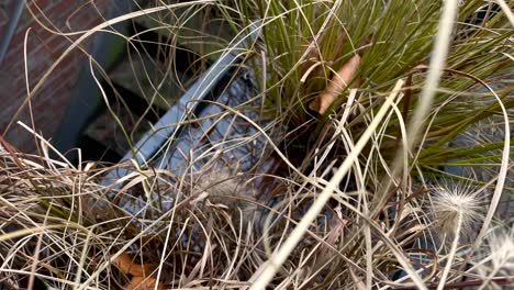 Fountain-Grass-With-Flowers-In-A-Plant-Pot-With-Water-After-The-Rain