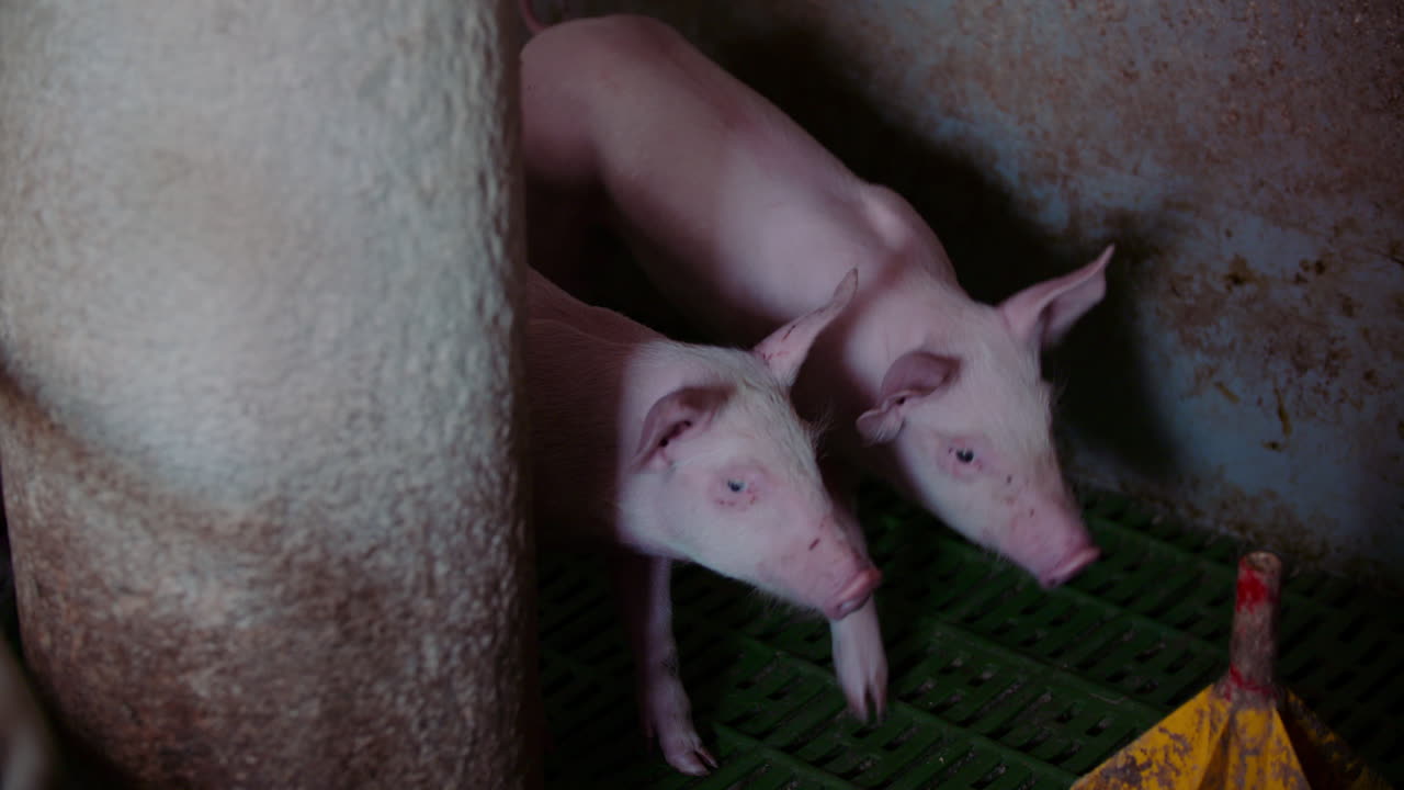 창고에 있는 돼지 새끼