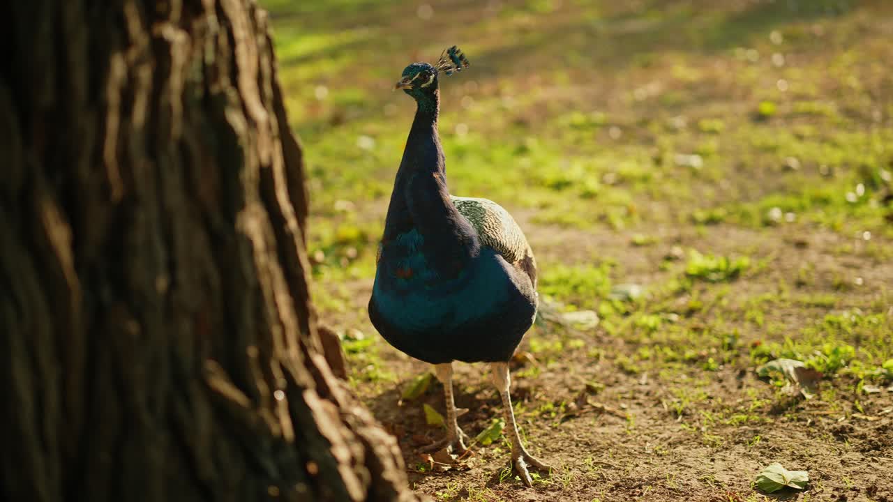 Pavão em um Parque