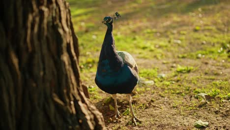 peacock in a park