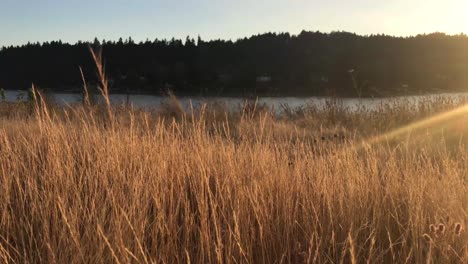 an orange sunset over a river seen from a grassy hill in a park-1