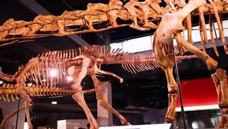 dinosaur skeleton displayed at melbourne museum