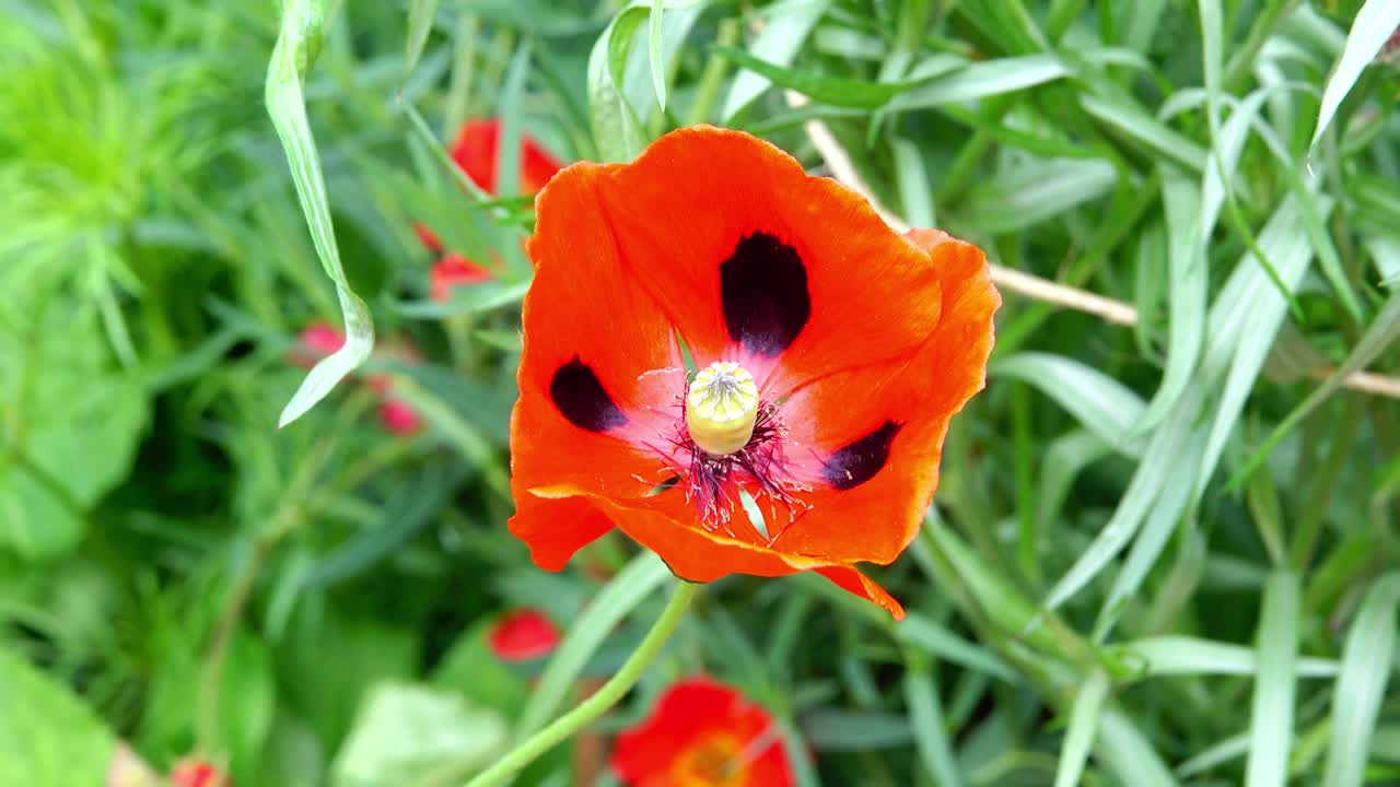 la amapola de la mariposa -papaver commutatum, la amapola escarlata caucásica en un jardín de campo inglés