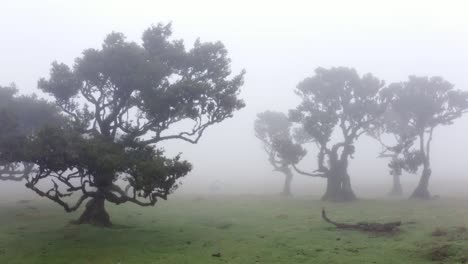 video de avión no tripulado del bosque mágico con niebla en madeira, portugal