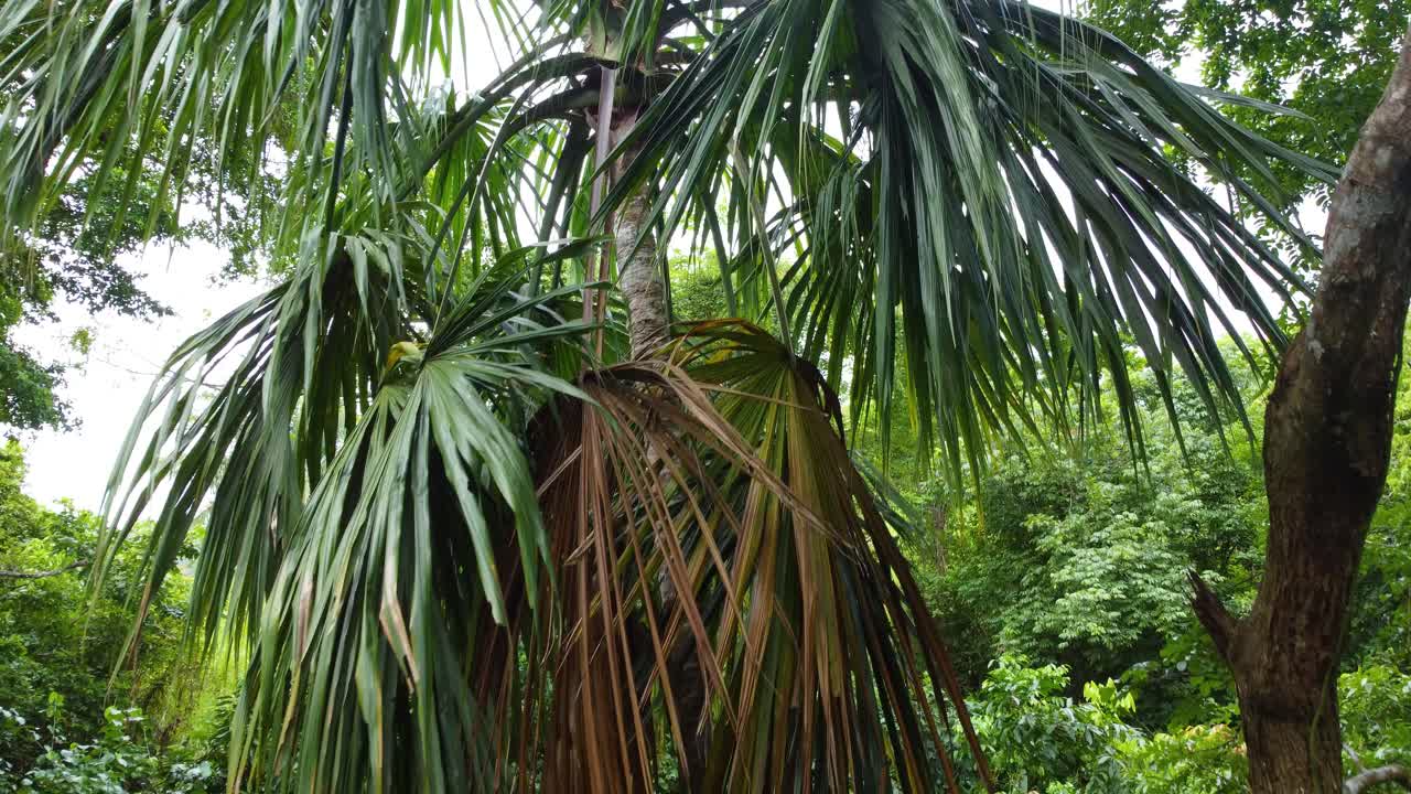 primer plano de una palmera tropical en el denso follaje de la selva tropical