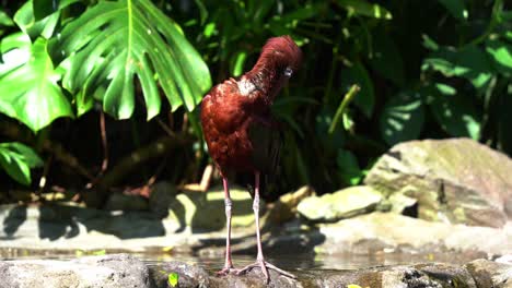 ibis brillante, plegadis falcinellus posado junto a la corriente de agua, acicalándose, limpiando y arreglando su impresionante plumaje iridiscente de color marrón rojizo con su pico largo, primer plano a la luz del día