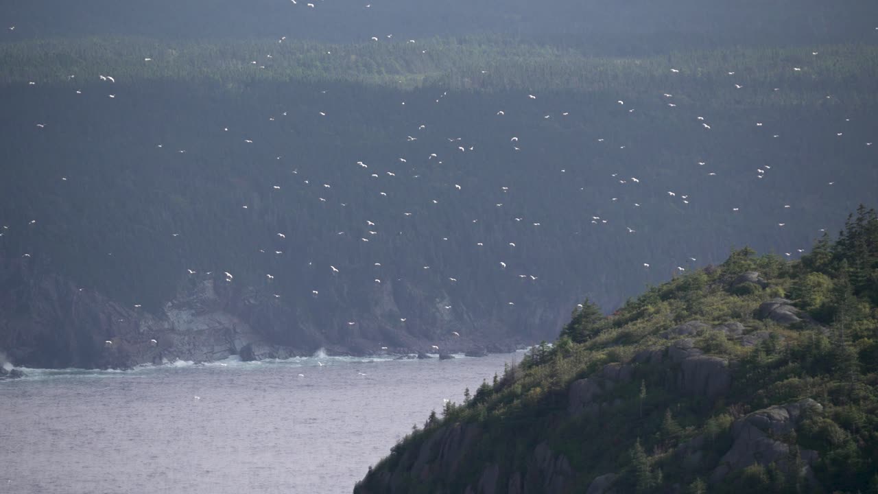 캐나다 뉴들랜드의 대서양 연안에서 바람에 따라 날아다니는 멀리서 보이는 해파리.