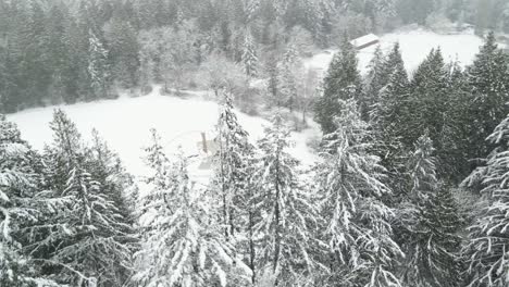 Circling-a-snow-covered-evergreen-stand-near-a-park-field-and-red-barn-in-the-distance,-aerial-orbit