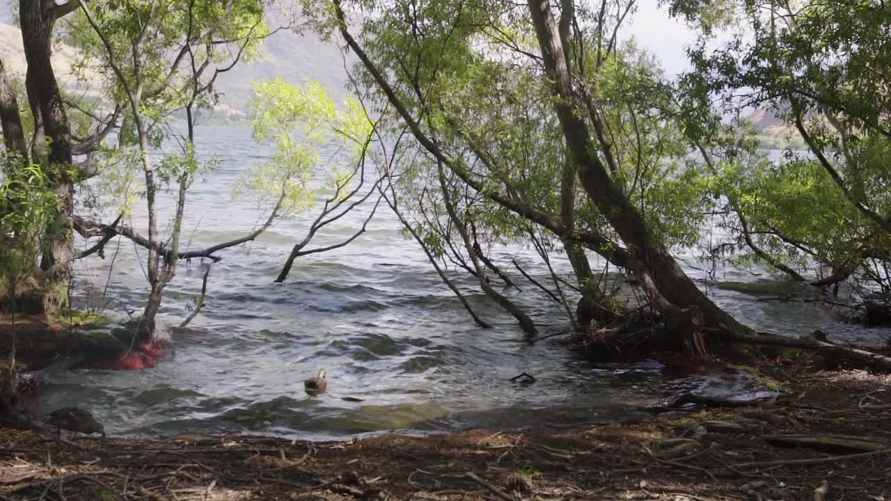 a duck in the mess of lake wood willow trees