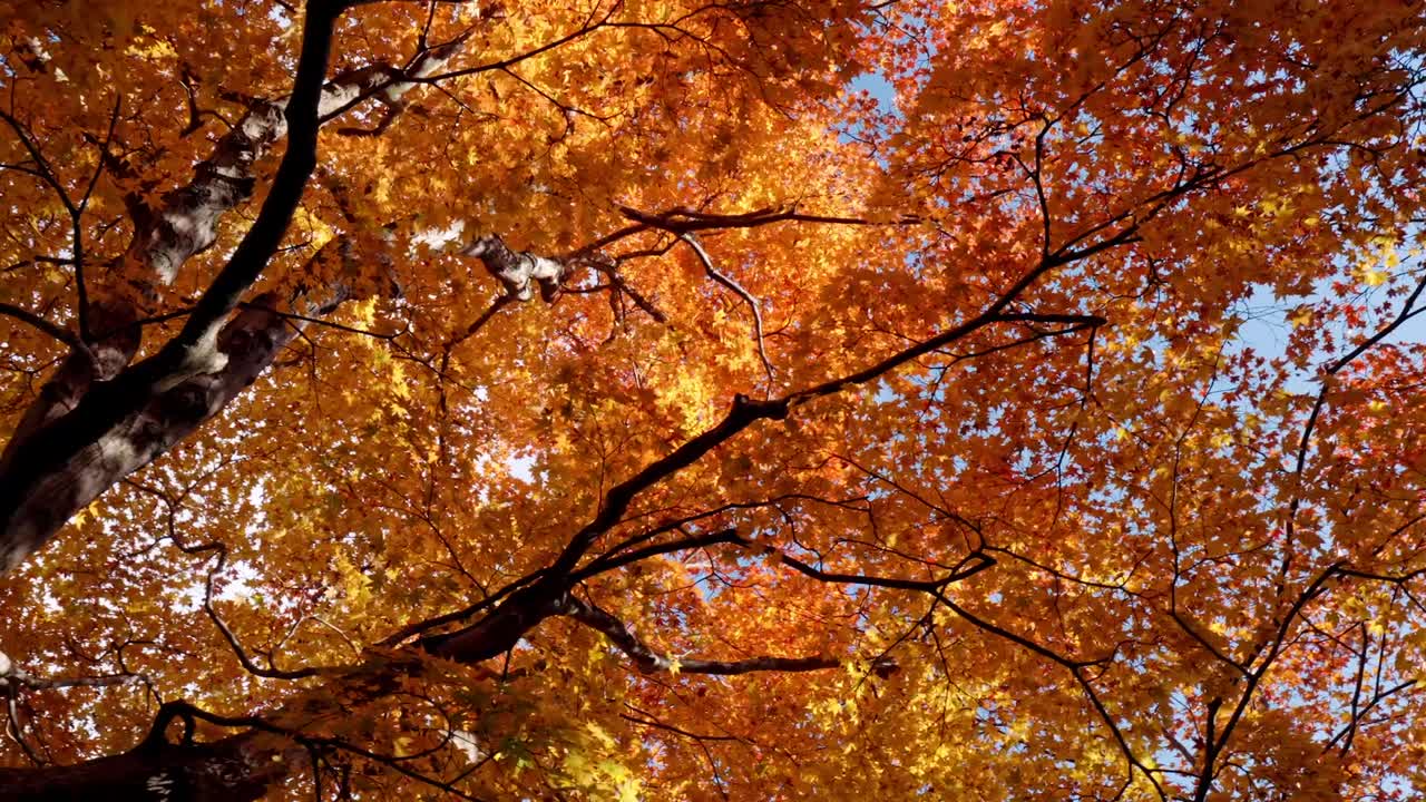 A stunning display of vibrant autumn foliage in Japan, where sunlight gently filters through the colorful leaves.